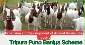 Tripura Puno Baniya Scheme 2024 Registration, Benefits, Eligibility